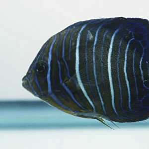 Blue Ring Angelfish, pomacanthus annularis