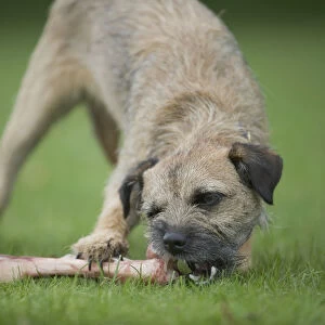 Border Terrier chewing end of large bone held still by paw