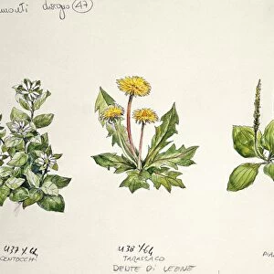 Botany, Common chickweed Stellaria media, Dandelion Taraxacum officinale, Common plantain Plantago major, illustration