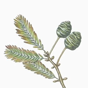 Botany, Trees, Cupressaceae, Leaves and fruits of Dawn Redwood Metasequoia glyptostroboides, illustration