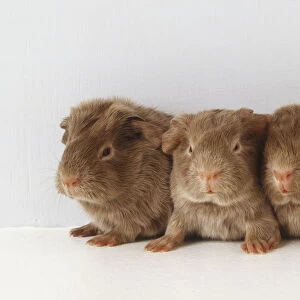 Four brown baby Guinea Pigs (Cavia porcellus) sitting close together, front view