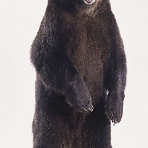Brown Bear (Ursus arctos) standing erect, front view