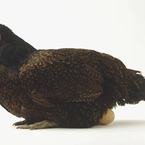 Brown hen (Gallus gallus) laying an egg, side view
