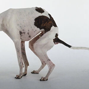 A brown and white spotted greyhound dog crouches to defecate