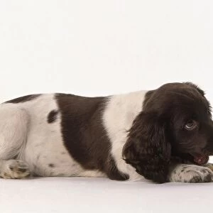 Brown and white springer spaniel puppy with a dog bone, side view