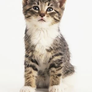 Brown and white tabby kitten, front view