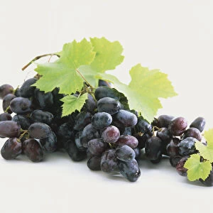 Bunch of purple grapes on stem with vine leaves, close up