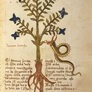 Burning-bush or False Dittany (Dictamnus albus), illustration