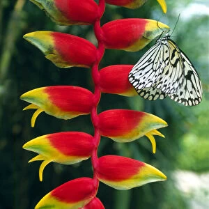 Butterfly and Heliconia on Penang Island, Malaysia