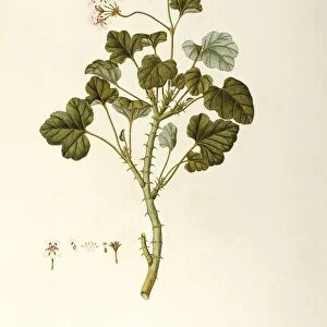 Cactus Geranium or Prickly Stemmed Pelargonium (Pelargonium echinatum), Geraniaceae, herbaceous plant for flower beds, native to Southern Africa, watercolor, 1812-1837