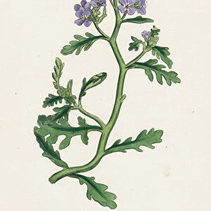 Universal History Archive Rights Managed Collection: Botanical Print