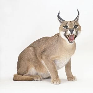 Caracal (Caracal Caraca) hissing with mouth open