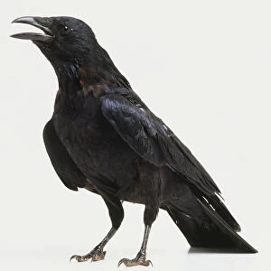 Carrion Crow, Corvus corone, black crow, side view