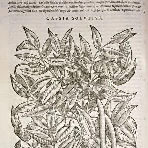 Cassia Solutiva by Pietro Andrea Mattioli I Discorsi, Felice Valgriffo, Venice, 1585