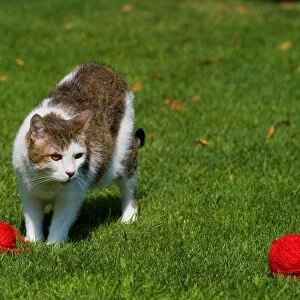 Cat Playing with a Ball of Wool