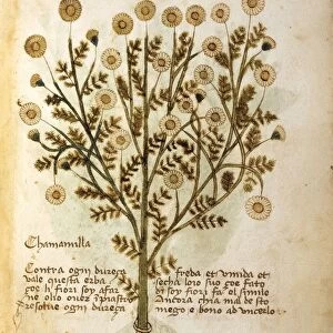 Chamomile (Matricaria Chamomilla), illustration