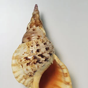 Charonia tritonis, above view of a Trumpet Triton Shell, light orange brown with pointed spire