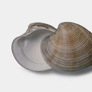 Chicken venus (Chamelea gallina), top and underside of clam shell