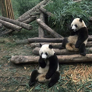 China, sichuan, chengdu, wolong nature preserve, giant panda breeding research center, two year old pandas eating bamboo