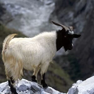 China, yunnan, tiger leaping gorge, mountain goat standing at edge of rock high above deep gorge