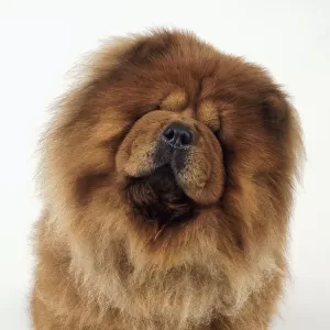 Chow chow with head tilted to one side, close-up, front view