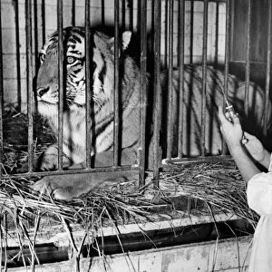 Circus. Veterinarian with Tiger