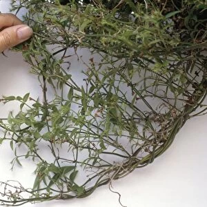 Climbing plant with tangled roots and stems