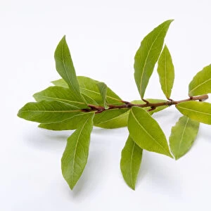 Close-up of bay leaves on branch