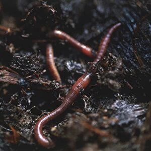 Close-up of earthworms on soil