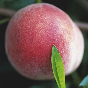 Close-up of an outdoor ripening peach and green leaf