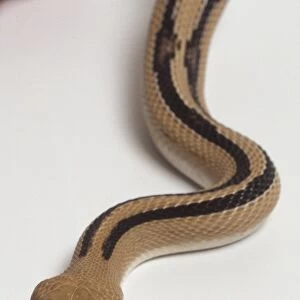 The coloration of this slender snake is yellow to tan, with two dark brown or black stripes running down the back, and a row or small scales present under the eyes. The fork tongue of this snake is extended