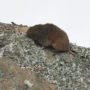 Common vole (Microtus arvalis) on a rock, side view
