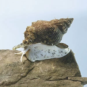 Common whelk (Buccinidae), a marine snail on a rock