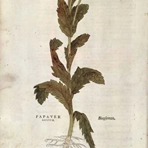 Corn or Field Poppy, (Papaver Rhoeas) (Papaver Satiuum), coloured engraving by Leonhart Fuchs, 1542