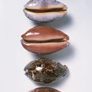 Four cowrie shells