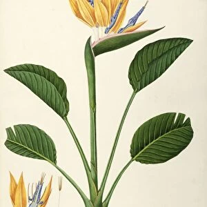 Crane Flower or Bird of Paradise (Strelitzia reginae Banks), Strelitziaceae by Angela Rossi Bottione, watercolor, 1837