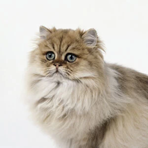 Cream and brown Persian cat, close-up