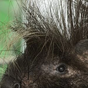 Crested porcupine (Hystrix cristata), close-up on head and quills