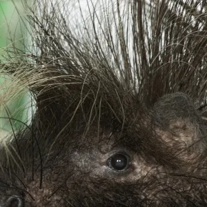 Crested porcupine (Hystrix cristata), close-up on head and quills