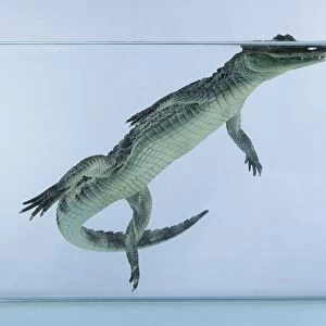 Crocodile underwater with head emerging just above water surface