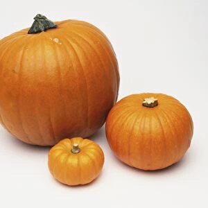 Cucurbita, three different sized Pumpkins, large, medium and small