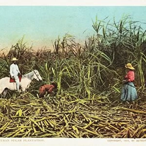 Cutting Cane on a Cuban Sugar Plantation Postcard. 1904, Cutting Cane on a Cuban Sugar Plantation Postcard