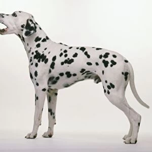 Dalmatian standing, barking