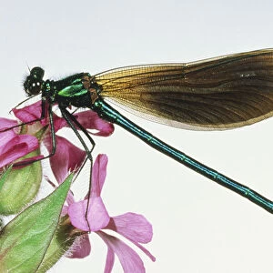 Damselfly, large compound eyes, segmented abdomen, strong claspers at end of abdomen, network of veins supporting wings, soft hairs on brightly coloured body, feeding on Campion flower