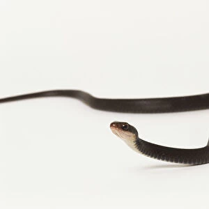 Dark slithering snake raising its head from the ground, front view