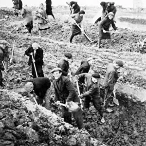 Defense of leningrad during world war ll, civilians digging anti-tank ditches