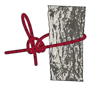 Digital illustration showing how to tie a taut line hitch knot around a tree trunk