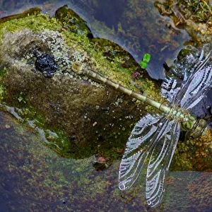 Dragonfly. Onychogomphus Forcipatus