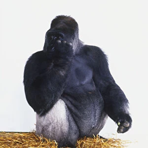 Eastern Lowland Gorilla (Gorilla beringei graueri) seated on straw, hand raised to eye