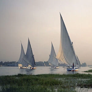 Egypt, Luxor, flotilla of feluccas heading south on the Nile at dusk